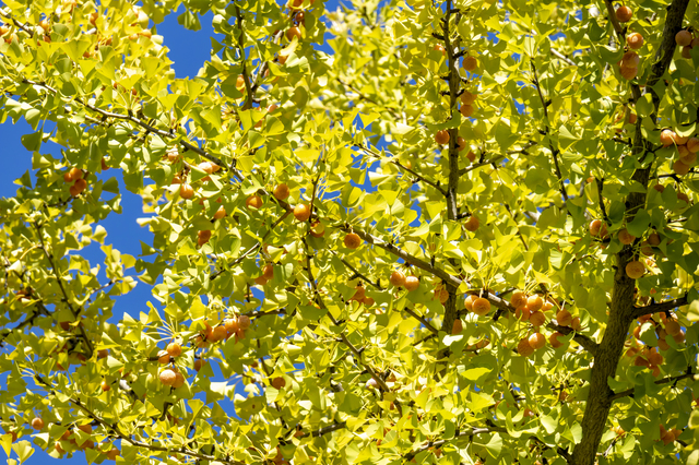 食べられる木の実を探そう 秋の野山の美味しい果実と探し方 キャンプクエスト