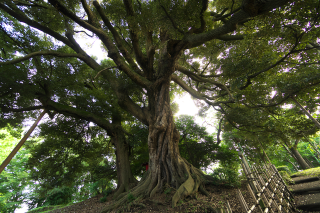 食べられるドングリ6種類と食べ方 甘いドングリ 渋いドングリ キャンプクエスト