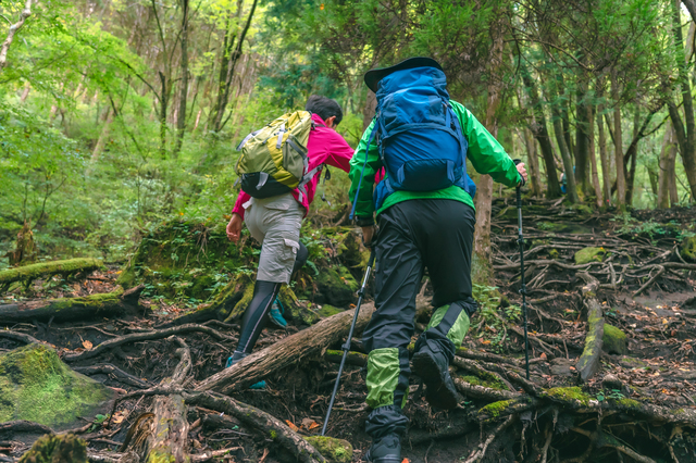 山菜の採れる場所 山 森 渓流の歩き方 キャンプクエスト