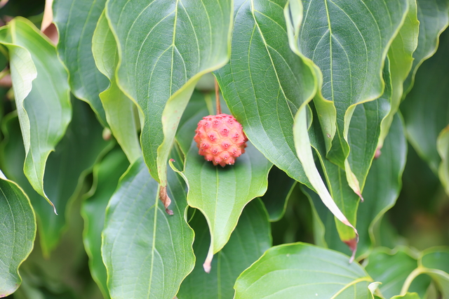 秋の山菜一覧 9月 10月 11月に採れる山菜の種類 キャンプクエスト