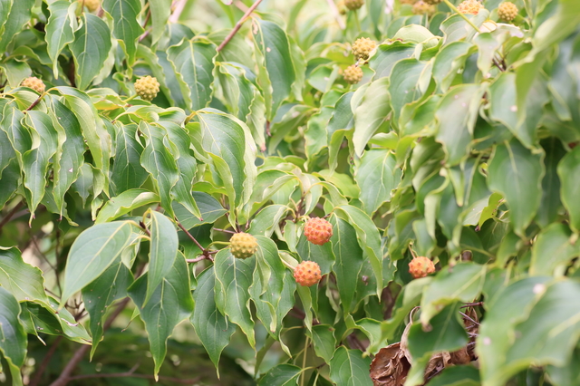 食べられる木の実を探そう 秋の野山の美味しい果実と探し方 キャンプクエスト キャンプ情報満載のアウトドアニュースメディア
