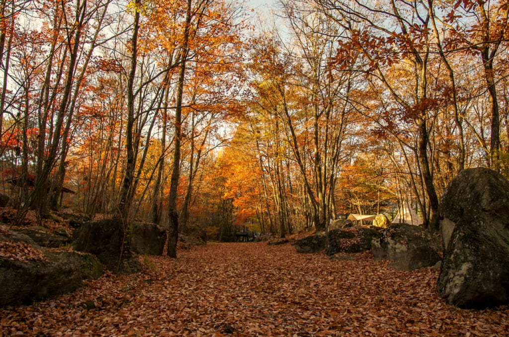 紅葉が映える秋が狙い目 日本庭園のように美しい南アルプス三景園オートキャンプ場 キャンプクエスト