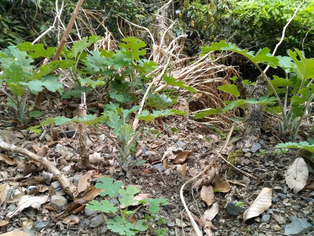 山菜採りで気をつけるべき毒草一覧 有毒植物の見分け方 キャンプクエスト