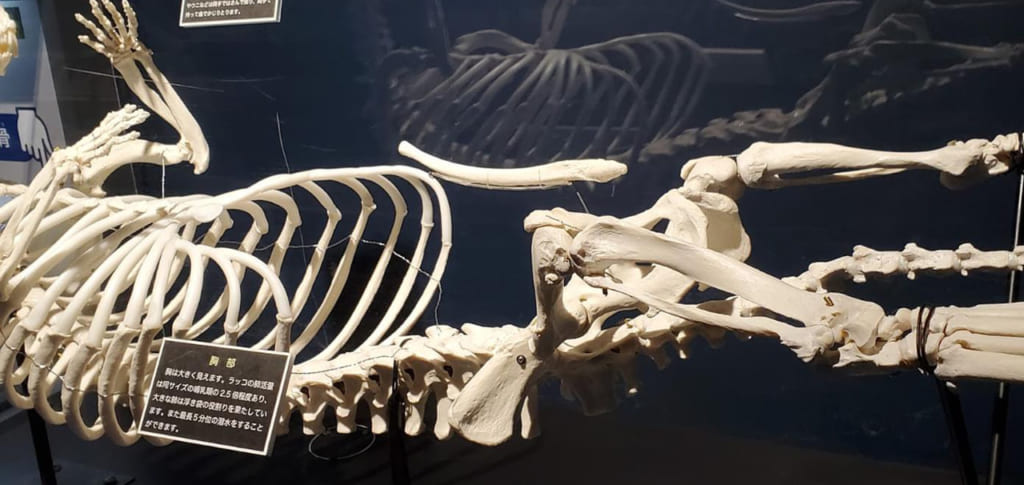 マリンピア日本海のラッコの骨の展示