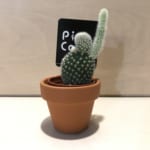 icon-cactus-150x150