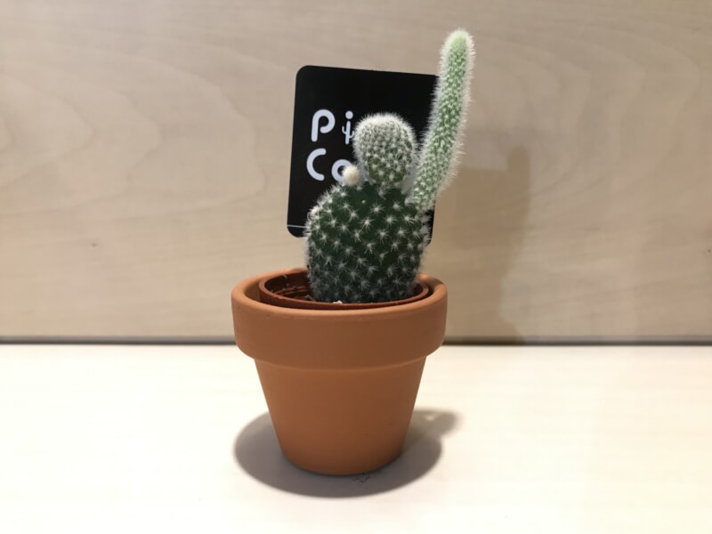 icon-cactus