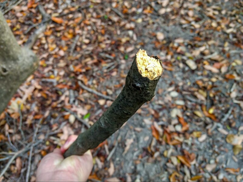 ブッシュクラフト入門 山で拾った木の枝からスプーンを作ってみた キャンプクエスト