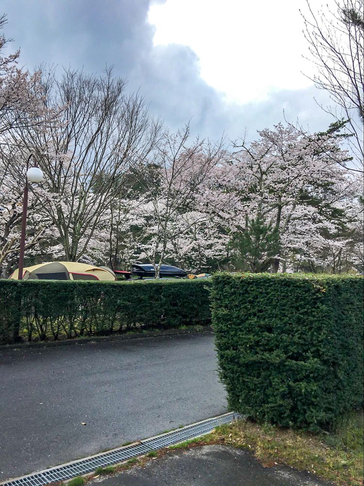福岡ローマン渓谷オートキャンプ場の桜