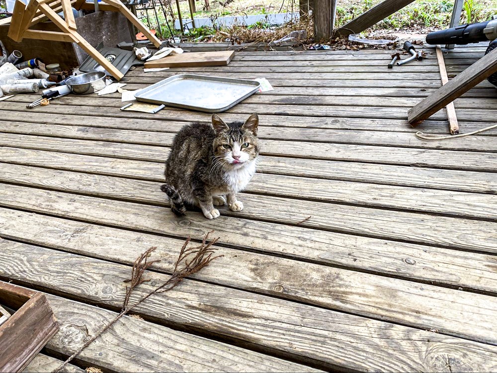 千葉の勝古沢キャンプ場で猫に癒されながら冬のハンモック泊してきまし 