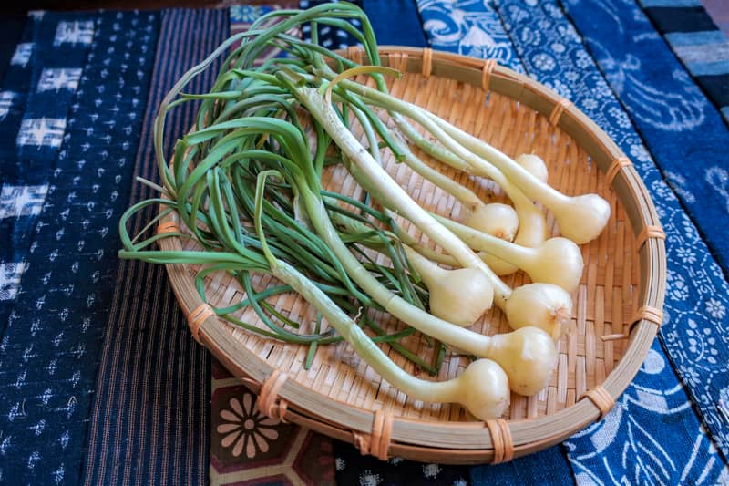 野草・山菜の下処理とおすすめレシピ (2)