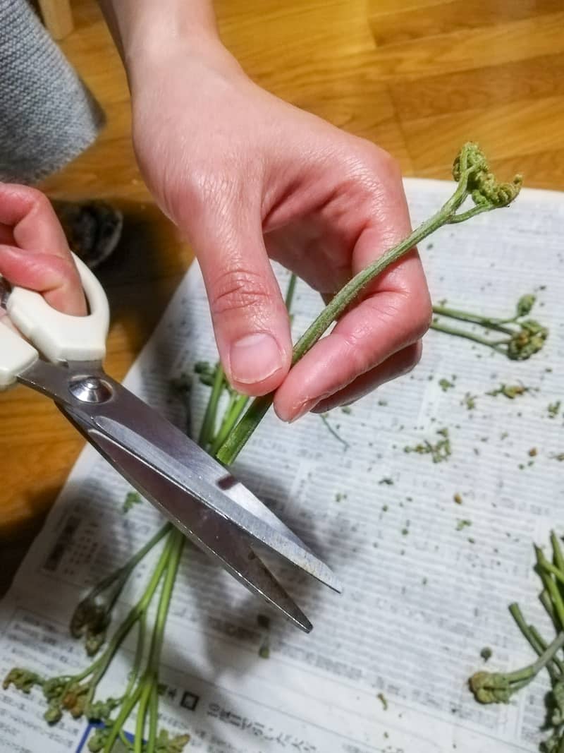 野草・山菜の下処理とおすすめレシピ (7)