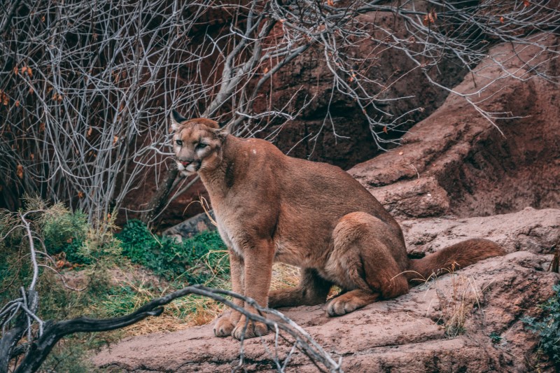 クーガーに遭遇したら逃げずに戦え アメリカの公園のアドバイスが勇ましい件について キャンプクエスト