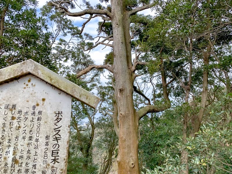 東屋タン杉の巨木
