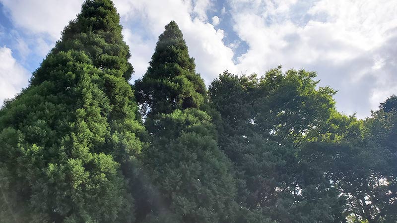 高い木に囲まれる昭和の森フォレストビレッジ