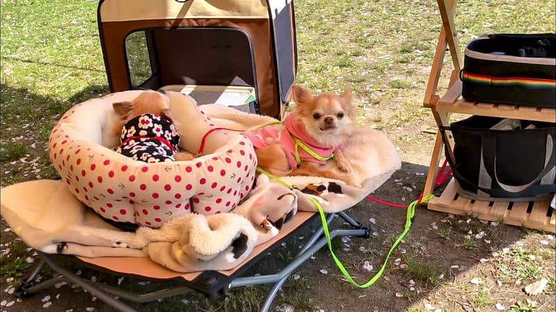 犬とのキャンプをより快適に 王道から意外な物まで便利グッズをまとめて紹介します キャンプクエスト