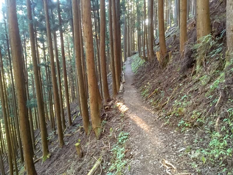 雲取山に登り始めてすぐの道