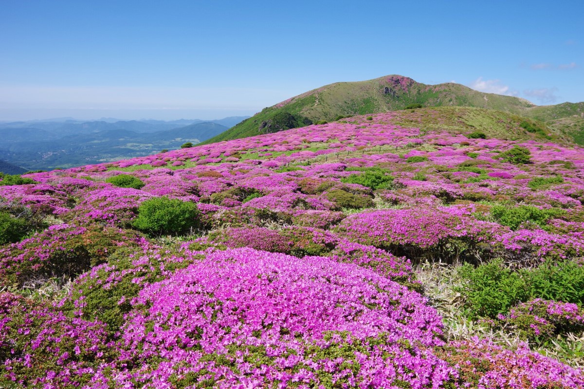 6月は天空の絶景 ミヤマキリシマ を見に くじゅうに登ろう キャンプクエスト