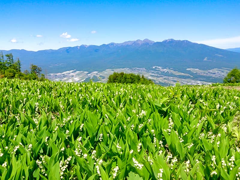 ゴンドラで登れる 入笠山 は花が美しいファミリーハイキングにオススメの山です キャンプクエスト ゴンドラで登れる 入笠山 は花が美しいファミリーハイキングにオススメの山です キャンプクエスト