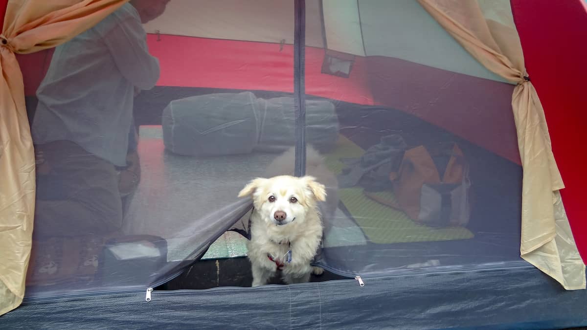 兵庫県にある「キャンプリゾート森のひととき」で我が家の愛犬キャンプデビュー！
