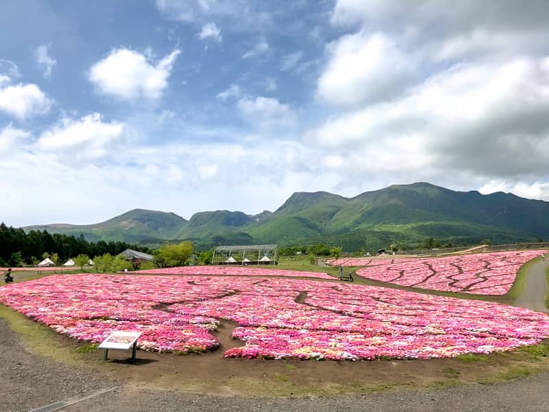 九州の人気観光スポット くじゅう花公園 にオープンしたオートキャンプ場に行ってきました キャンプクエスト
