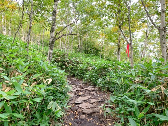 このペースでいけば山頂まではもうすぐだと浮かれていた