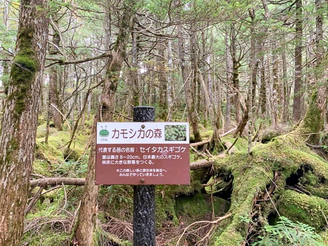 このルート一帯は「かもしかの森」