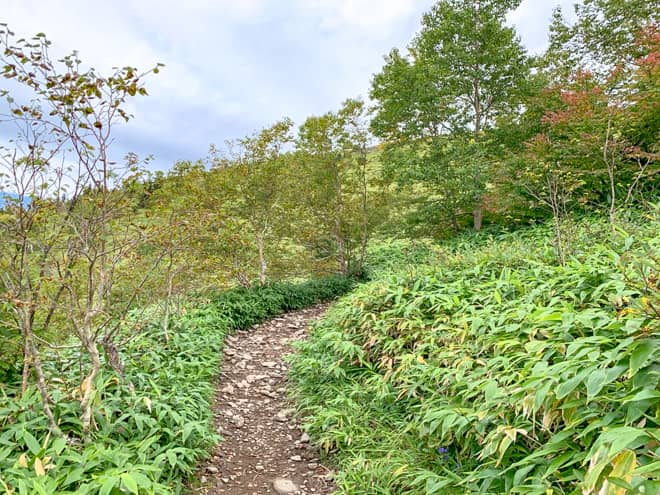 しかし、進めど進めど、樹林帯を抜けません