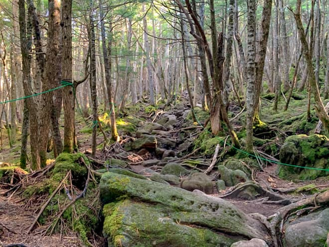 とても荒々しい、大自然が生み出した原生林といった雰囲気
