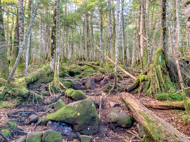もののけの森→白駒湿原