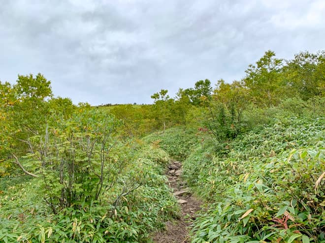 やっと森林限界を迎えそうで景色が開けて山肌が見えてきました