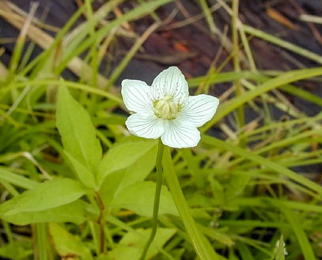 ウメバチソウが有名な花の百名山