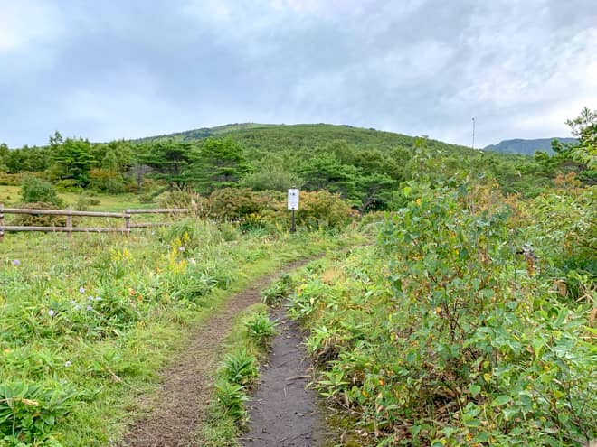 ダケカンバ林に入り1つ目の標識を目指す