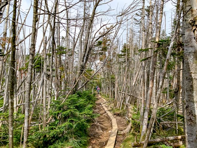 中山山頂までの最後の数百メートルは