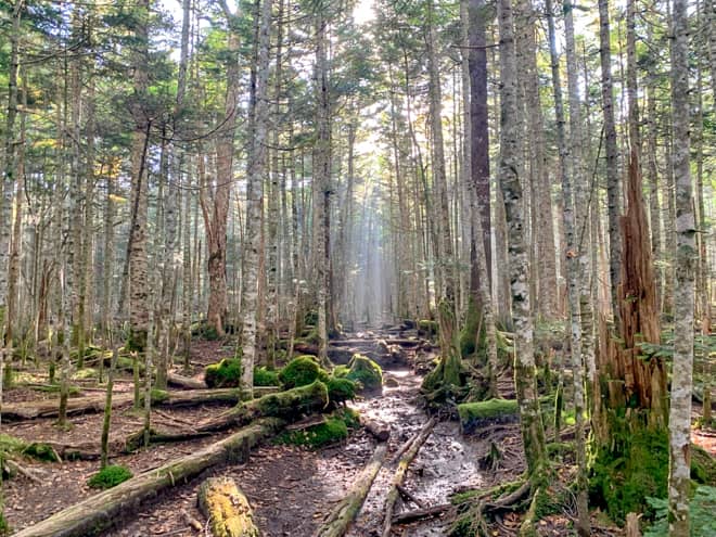 再び樹林帯に戻ります。日当たりは良いとはいえ
