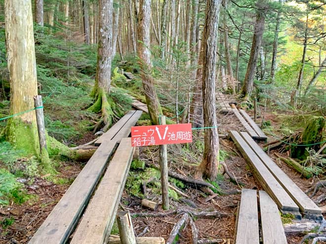 分岐に到着です。右へ進むと白駒池を周回できます。