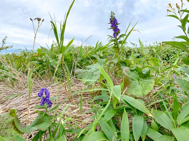 勿論花の百名山だけあって、山頂からでも沢山の花を見ることが出来ますよ。