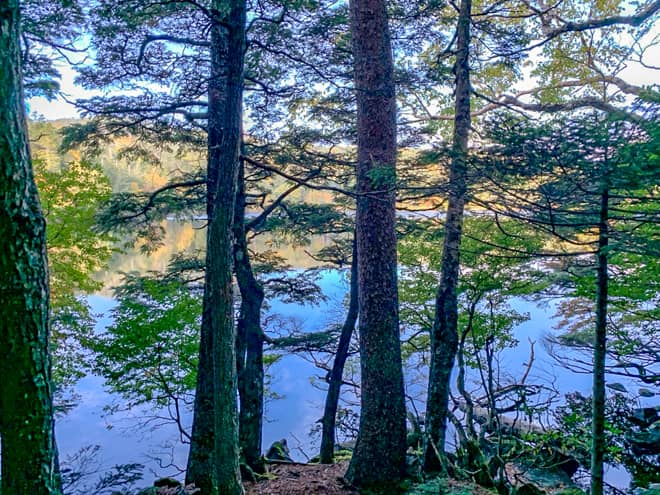 右手に白駒池を眺めながら周回できる山道です