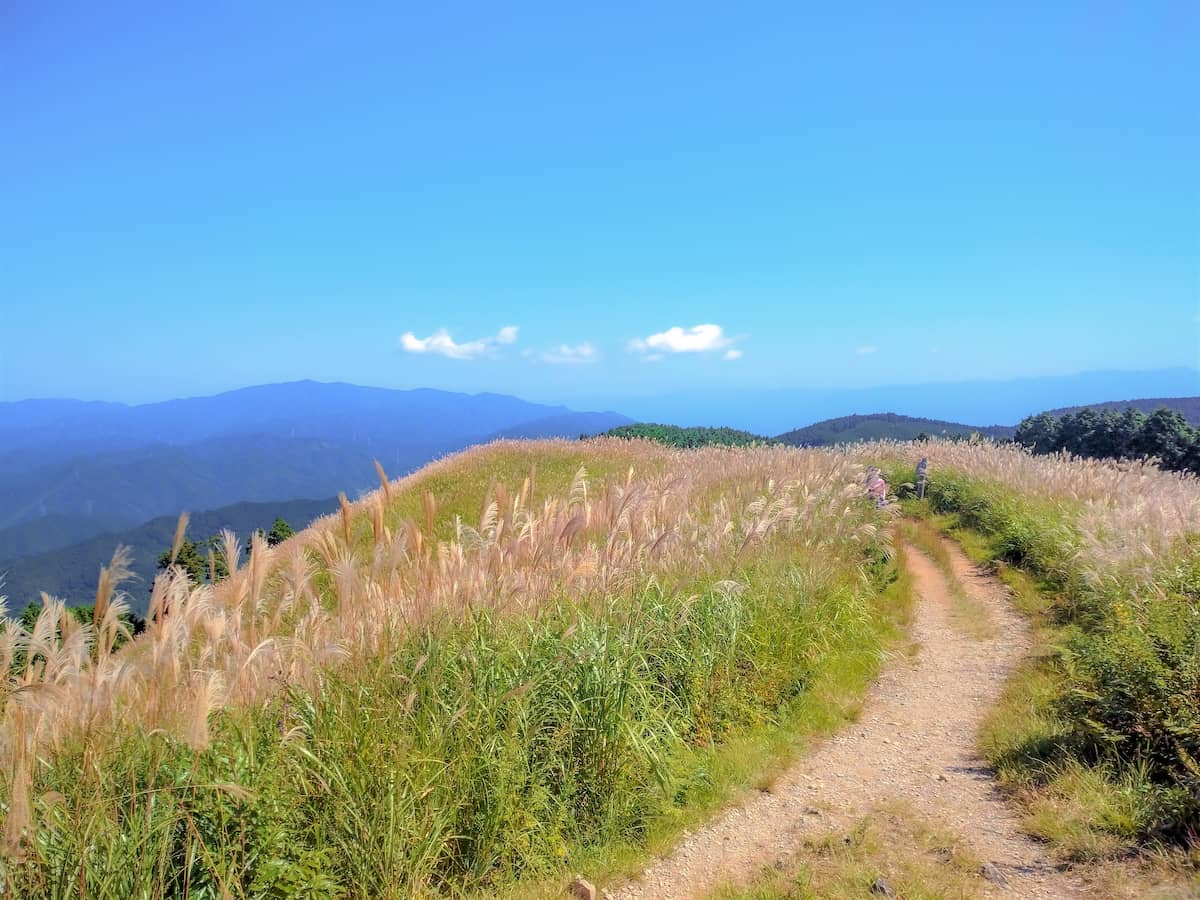 秋を感じる山旅へ 花ススキが美しい 岩湧山 を登山レポートします キャンプクエスト