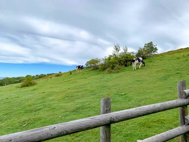 左手に広がる広大な牧場には牛が沢山放し飼いされています