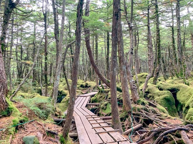 暫くは整備された木道が続きます。苔の森が大変美しいですね