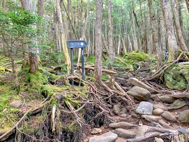 木の根が岩を覆うように這った、足元が悪い急な道をひたすら登ります