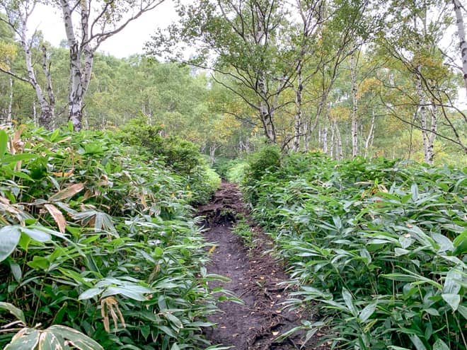 樹林帯からが本格的な登山道といった雰囲気になります