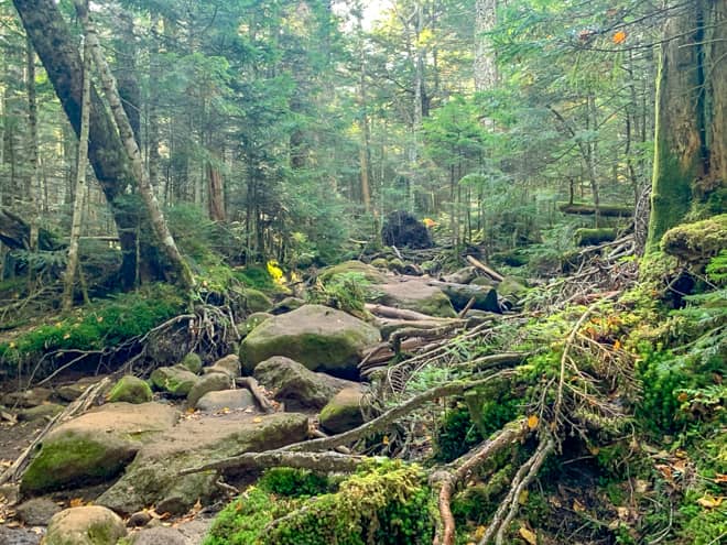 登りはきつくないのですが、岩場と木の根が露出した足元の悪い道です