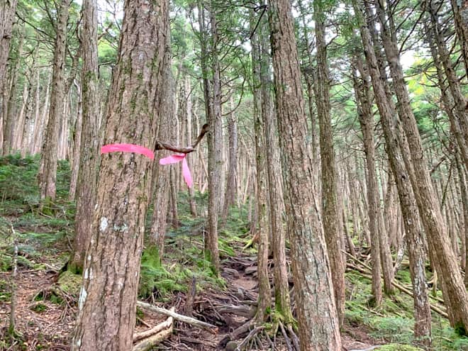 登山道との区別がつかない荒れた道の為