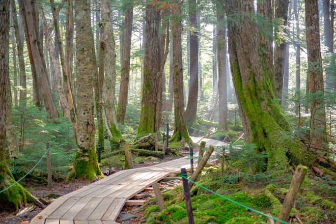 白駒の池までの道のりは木道で整備されていて
