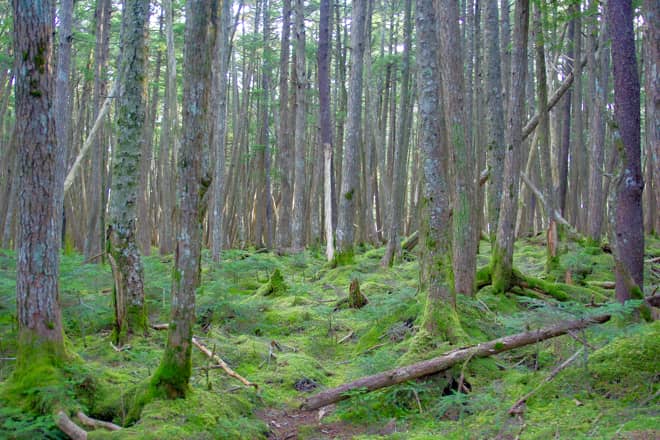 苔と岩が美しい八ヶ岳特有の美しいその景色は