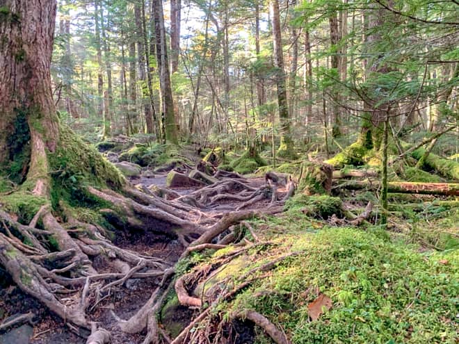 苔に覆われた岩と木々が美しいですね
