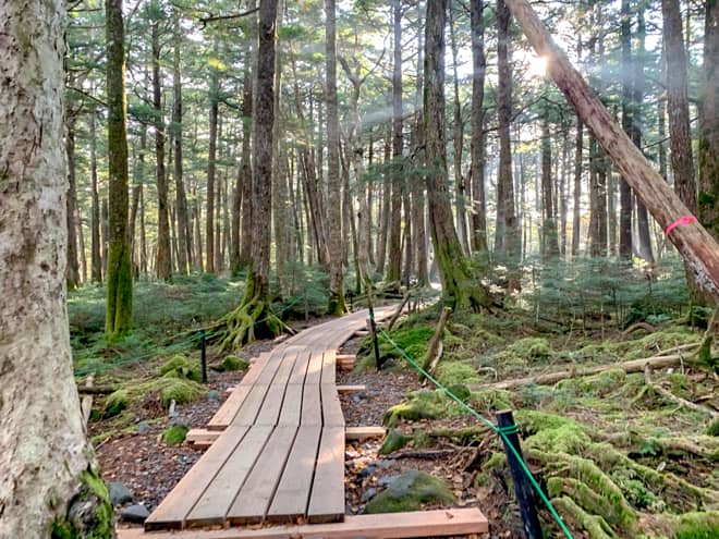 苔の森と看板に書かれているだけあって