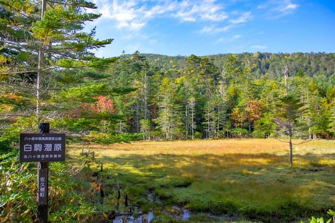 苔の森を抜けると突然、開放的な空間が現れ、白駒湿原が広がります