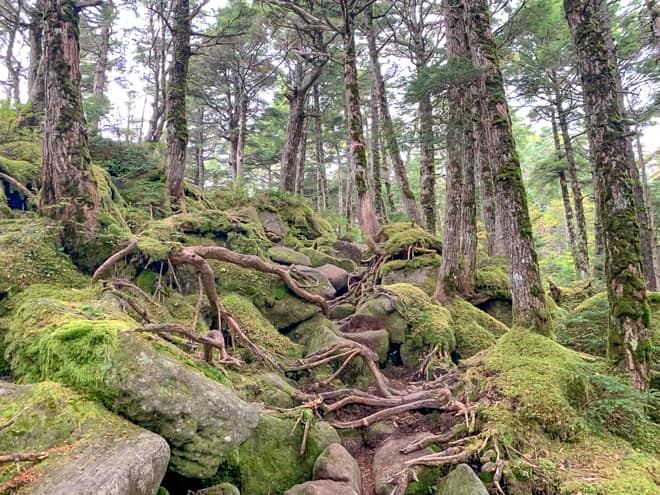 距離が長いこともあり急登は少ないですが